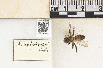 Media type: image;   Entomology 770580 Aspect: Labels